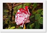 001w (15) * 2784 x 1848 * (2.72MB)